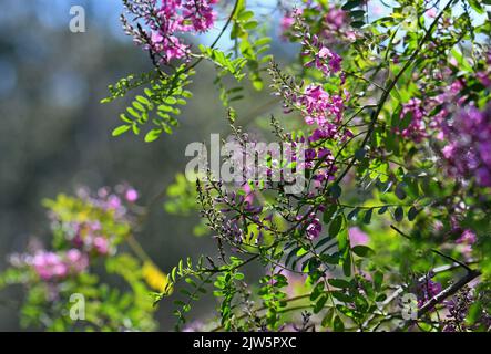 Pink purple flowers and buds of Australian native Indigo, Indigofera australis, family Fabaceae. Widespread in woodland and open forest in NSW Stock Photo