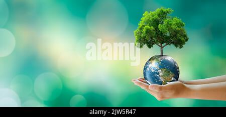 Hand holding tree on the world with sunny green grass bokeh background. Save clean planet, Save world and environment, Ecology, World Earth Day. Stock Photo
