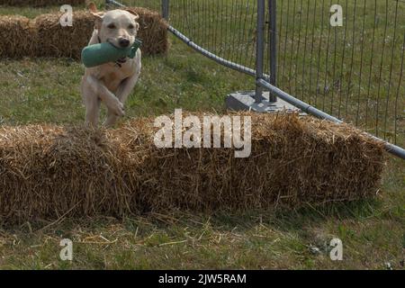 Golden  coloured Labrador juming over bales of hay carrying a dummy in his mouth Stock Photo