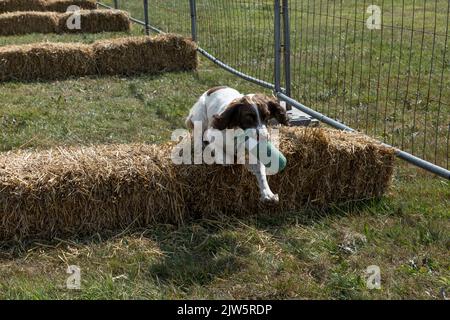 Springer spaniel going over hay bales at a county game fair carrying a dummy it has retrieved Stock Photo
