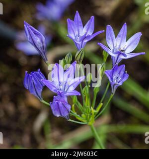 Ithuriel's spear, Blå bukettlilja (Triteleia laxa) Stock Photo