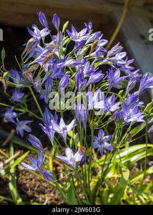 Ithuriel's spear, Blå bukettlilja (Triteleia laxa) Stock Photo