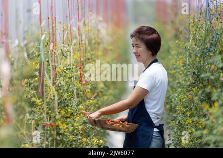Female farmer picking fresh organic tomatoes in the garden. Stock Photo