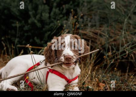 Cute English Springer Spaniel puppy dog happily laying in garden with stick in mouth Stock Photo