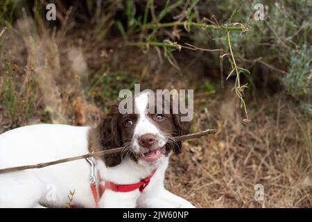 Happy and adorable English Springer Spaniel puppy dog with stick in mouth sitting on ground outside in yard Stock Photo
