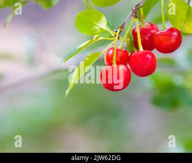 Dwarf sour cherries on a cherry tree in Canada. Valentine variety of Romance series of tart cherries developed by U Sask. Prunus cerasus X fruiticosa Stock Photo