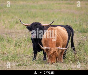 Red highland cow grazing in a field, with a black highland bull licking his nose Stock Photo