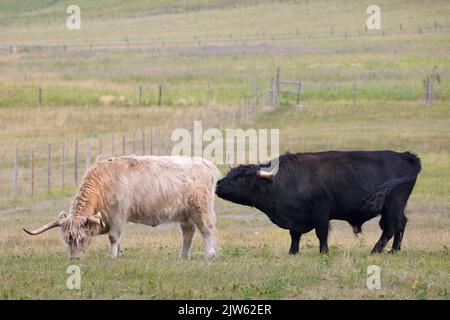 Highland bull sniffing cow to find out if she is in heat and ready for breeding Stock Photo