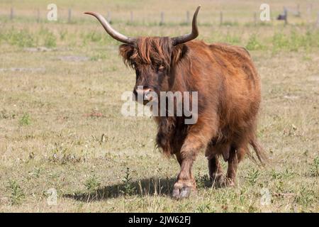 Highland cow walking through prairie grassland pasture in Alberta, Canadag Stock Photo