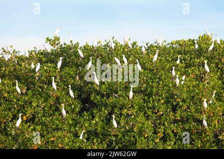 A flock of cattle egrets (Bubulcus ibis) roosting on a red mangrove tree (Rhizophora mangle) in the Galapagos Islands, Ecuador Stock Photo