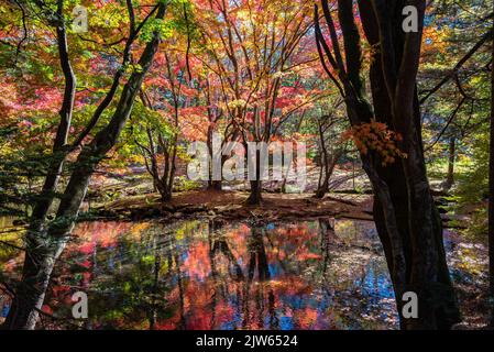 Colorful Fall Foliage Reflecting On Surface In Sunny Day In Kumobaike ...