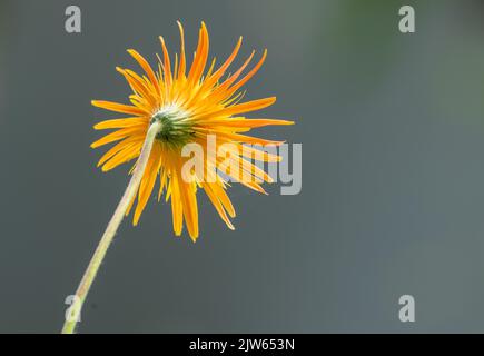 Beautiful orange gerbera daisy flower view from the back. Stock Photo