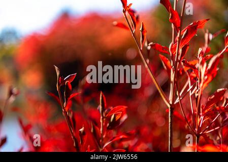 Close-up Enkianthus ( Dodan-Tsutsuji ) fall foliage in sunny day. beautiful autumn landscape background Stock Photo