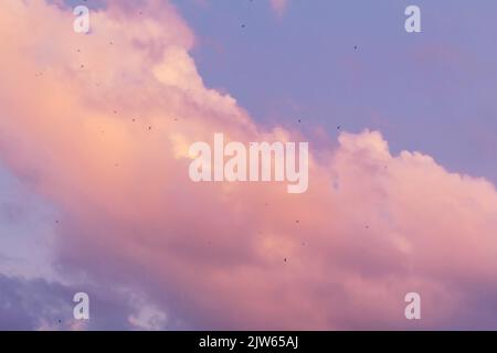 Purple pink magical bewitching clouds in blue sky while sunset twilight magic happening in nature.Pastel colors of clouds, sunrise sundown natural bac Stock Photo