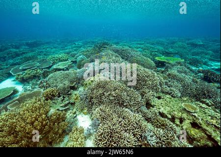 Heavy tropical rain over the pristine staghorn corals, Raja Ampat West Papua Indonesia. Stock Photo