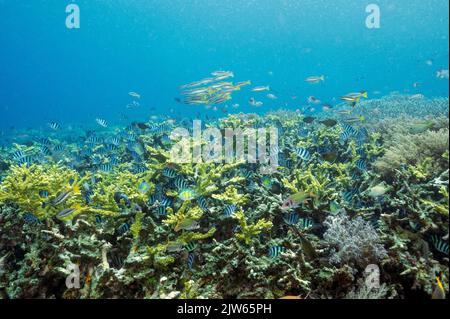 Reef scenic with sergeant major damsels, Abudefduf vaigiensis, and spotted snappers, Raja Ampat Indonesia. Stock Photo