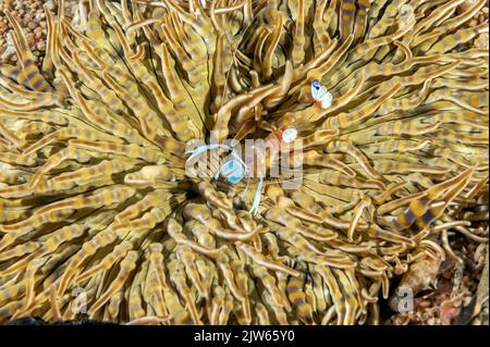 Magnificent Anemone Shrimp, Ancylomenes magnificus, Raja Ampat Indonesia. Stock Photo