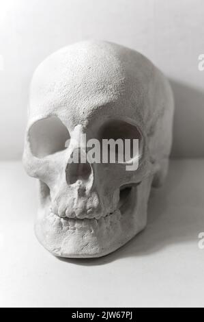 Plaster scull for learning the face drawing on fine art lessons at studio Stock Photo