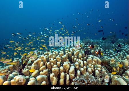 Massive hard color colony of Pavona clavus with anthias and damsels hovering, Raja Ampat Indonesia. Stock Photo