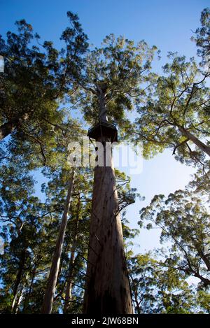 Dave Evans Bicentennial Tree - Western Australia Stock Photo
