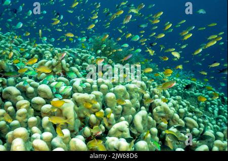 Massive hard color colony of Pavona clavus with anthias and damsels hovering, Raja Ampat Indonesia. Stock Photo