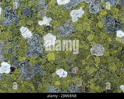 Closeup of wet rock covered with colourful Crustose lichen colonies, Isle of Colonsay, Scotland, UK Stock Photo