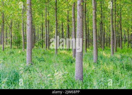 A view of a young forest with Poplar trees. A green forest with young Poplar trees, illuminated by the morning sun. Stock Photo