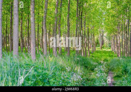 A view of a young forest with Poplar trees. A green forest with young Poplar trees, illuminated by the morning sun. Stock Photo