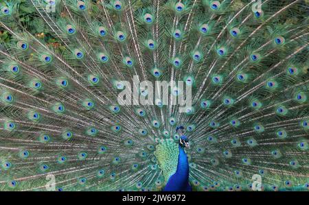 Close up of the a male peacock with its .blue and green feathers on full display Stock Photo