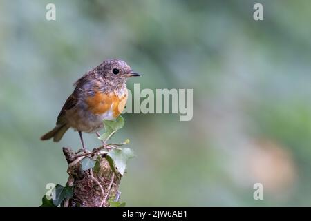 Juvenile European Robin [ Erithacus rubecula ] perched on ivy vovered post Stock Photo