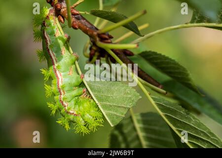 Io moth caterpillar - Automeris io, beautiful colorful moth caterpillar ...