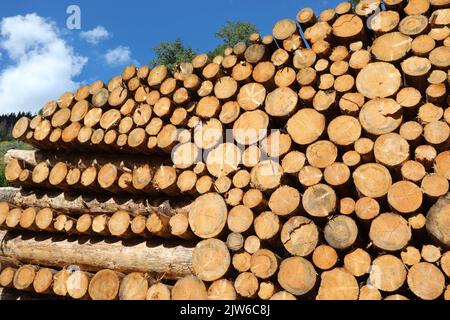 stack of logs sawn by lumberjacks Ready to be processed in the industrial sawmill in the mountains Stock Photo