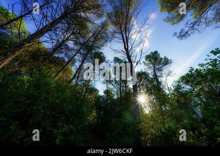 Treetops in a leafy forest clearing and the sun's rays coming through the branches of the trees. Stock Photo