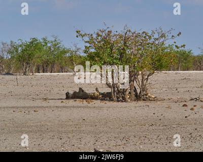 Mopane Tree Namibia Roots Group of lion in the shade of a small mopane tree at a water hole in ...