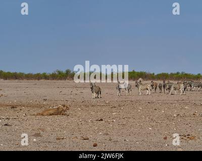 Lonely female lioness hunting Zebra in the plains of Etosha National Park Namibia Stock Photo