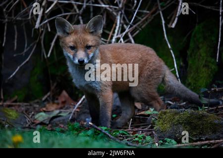 Urban fox cubs emerging from their garden den Stock Photo