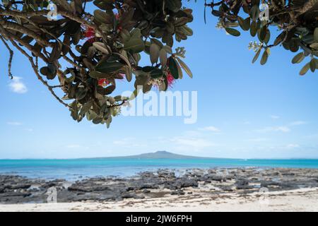 Takapuna beach with views of Rangitoto Island framed by blooming Pohutukawa trees, North Shore, Auckland. Stock Photo