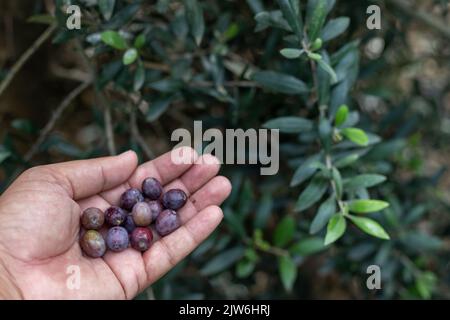 Picking olives fruit from a tree and holding them in hand for examining Stock Photo