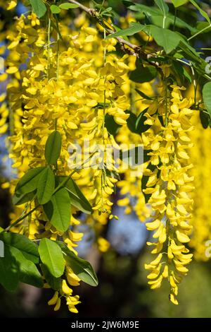 Common Laburnum (Laburnum anagyroides), close-up of the blooming tree during summertime Stock Photo