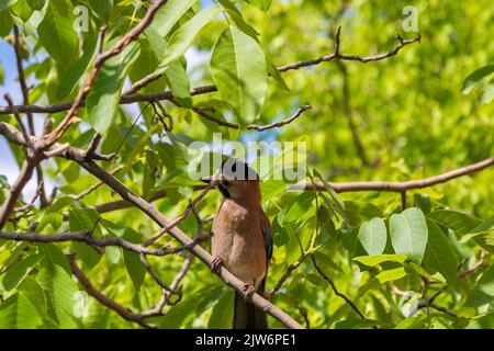 Jay on the branch. Corvid or crows background. Garden birds background. Stock Photo