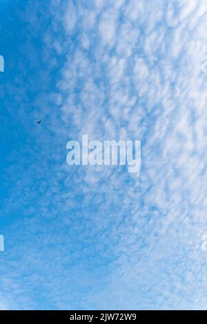 Single bird silhouette soaring against bright blue sky with wispy white clouds in Dorset Stock Photo