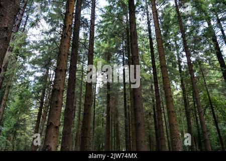 Tall coniferous trees reaching skyward in dense English woodland canopy Stock Photo
