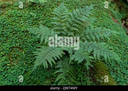 Lush green ferns and woodland plants growing on forest floor in Dorset countryside Stock Photo