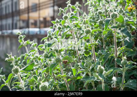 Phlomis fruticosa, the Jerusalem sage, is a species of flowering plant in the family Lamiaceae.. Stock Photo