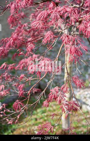 Acer palmatum-dissectum atropurpureum. Branches with purple leaves.. Stock Photo