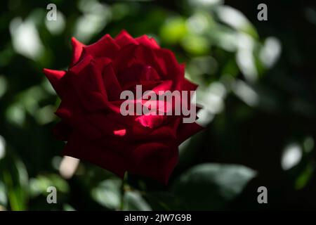 Deep red rose bloom in full flower with soft bokeh background Stock Photo