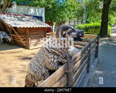 Cute sheep and goats on the farm close up portrait Stock Photo