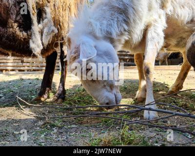 Cute sheep and goats on the farm close up portrait Stock Photo
