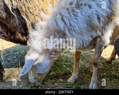 Cute sheep and goats on the farm close up portrait Stock Photo