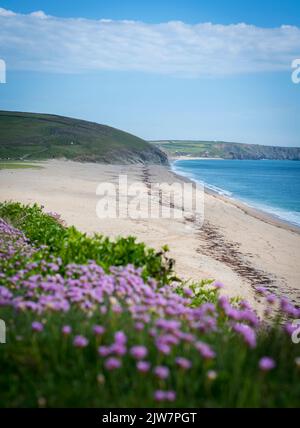 Stunning view overlooking Loe Bar beach Porthleven, Penrose National trust. Pink flowers of the Armeria Flower, Sea Thrift in full bloom. Stock Photo